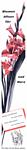 Blumen schenken 1961 0.jpg